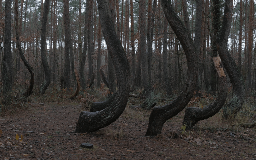 KRZYWY LAS | the crooked forest