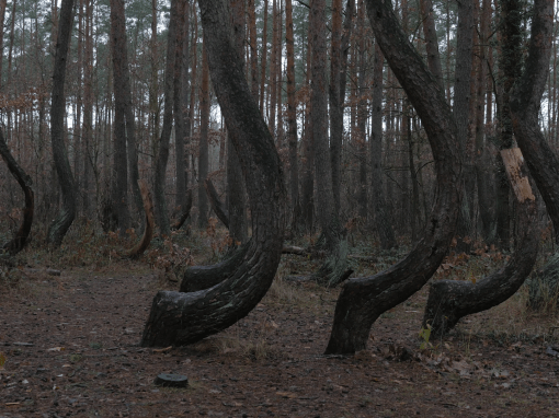 KRZYWY LAS | the crooked forest
